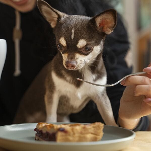 Dîner dog-friendly
