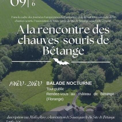 Discovering the bats of Bétange