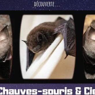 À la découverte des chauves-souris et Cie