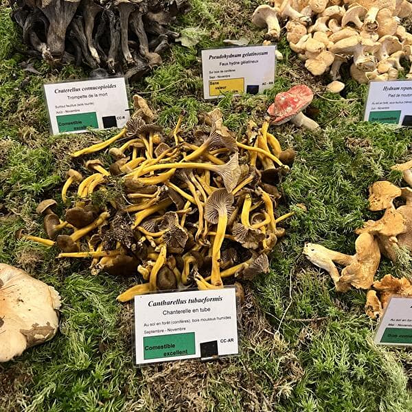 MJC : Exposition Champignons avec Patrick Aucher et Bertrand Klein