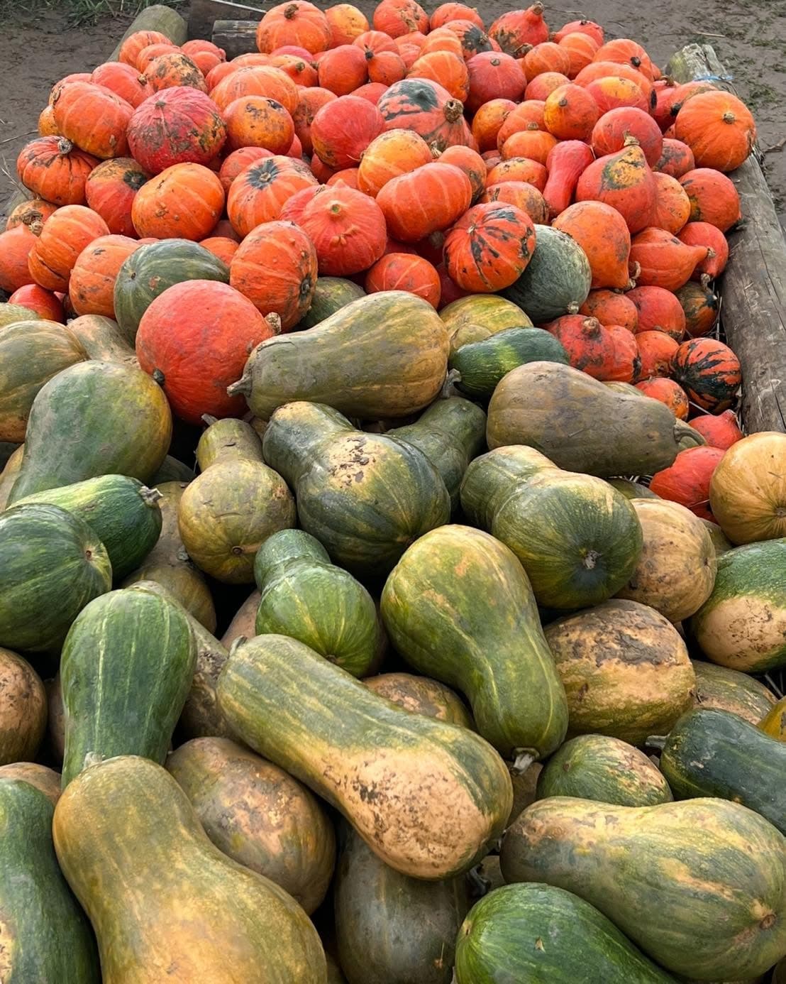 Cueillette de Peltre : pommes, citrouilles et légumes de saison - 4
