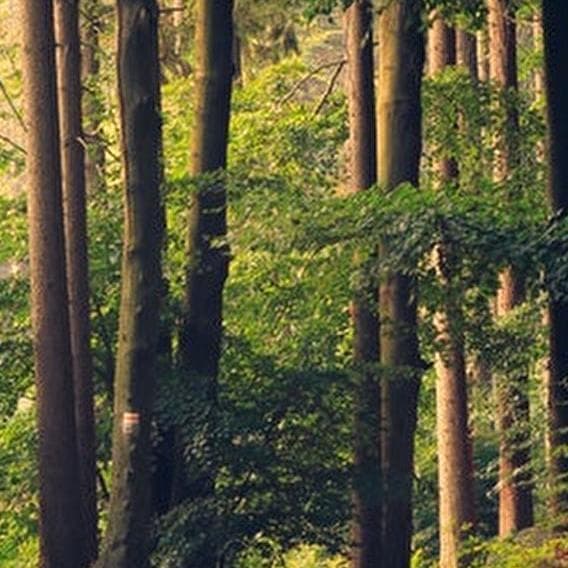 Entends-tu les arbres chanter?
