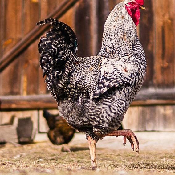 Roule ma poule!