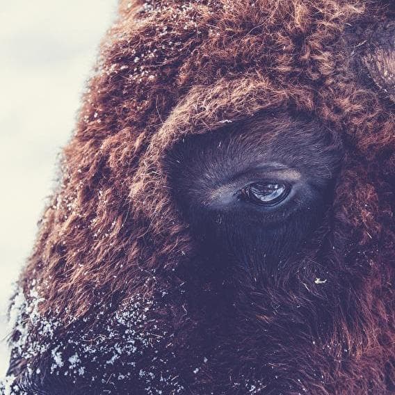 Bisons en vue