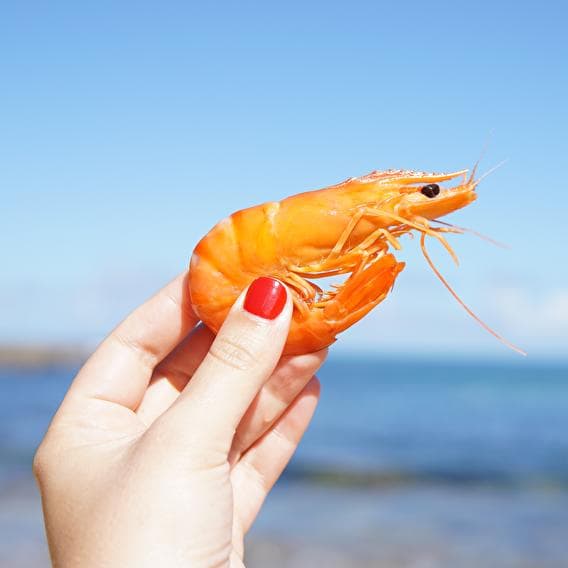 Je m'en fish