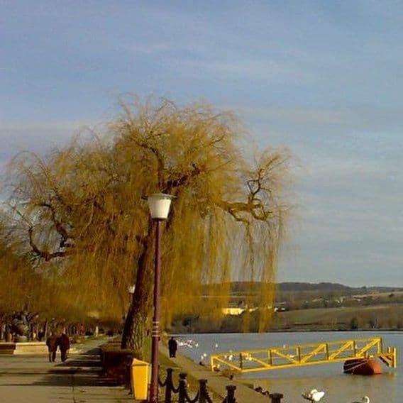 The Pearl of the Moselle