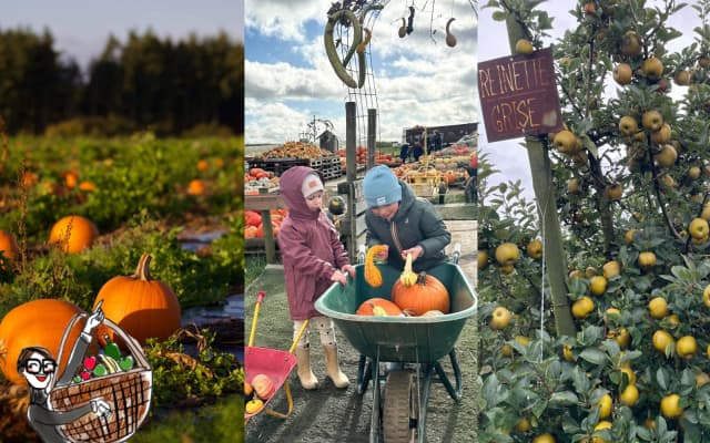 Champs de citrouilles et cueillette de pommes : les plus belles sorties de l’automne
