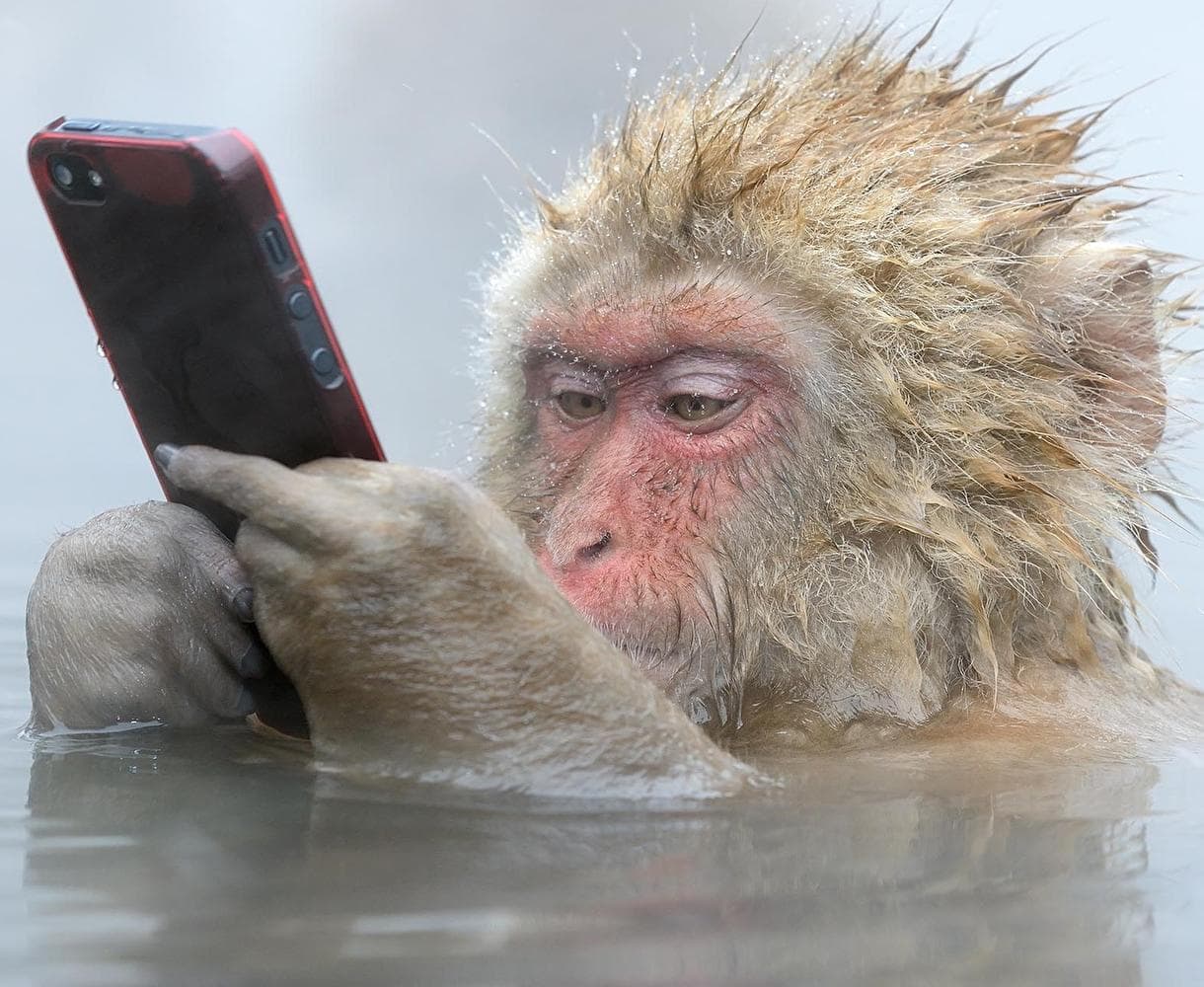 On vient de trouver notre animal spirituel ! 🙊